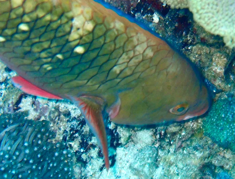 Gulf Parrotfish (Scarus persicus)