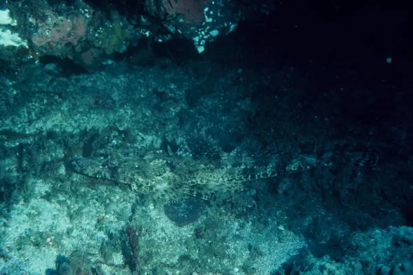 Crocodile Flathead (Cociella crocodilus)