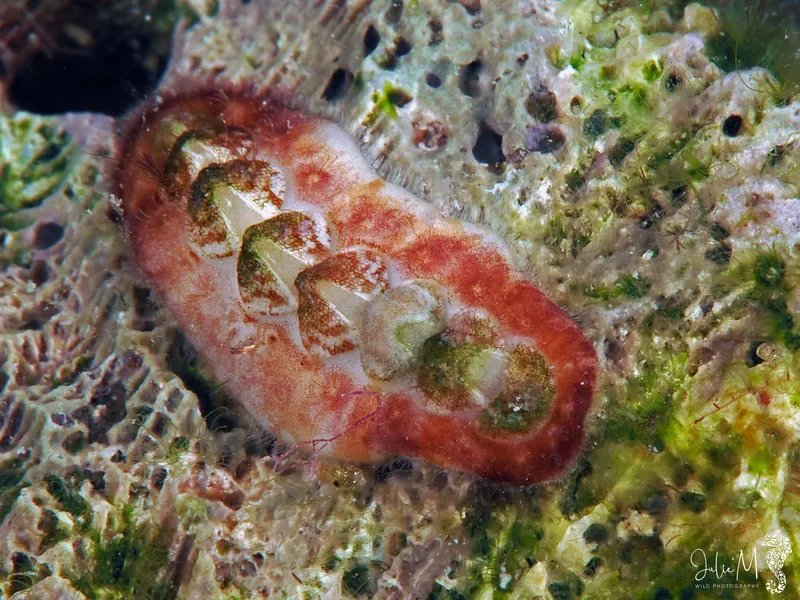 Smooth Glass-Hair Chiton (Americhiton andersoni)
