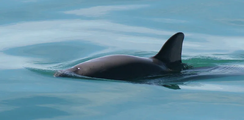 Gulf of California Harbor Porpoise (Phocoena sinus)