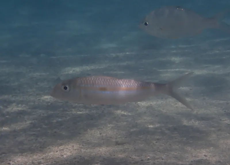 Yellowstripe Goatfish (Mulloidichthys flavolineatus)