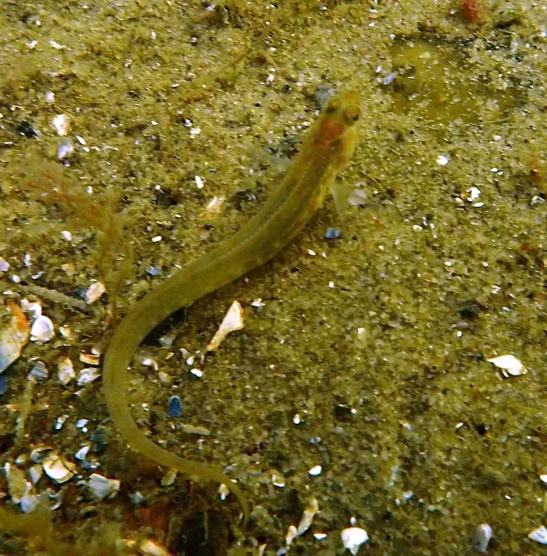 Eelpout (Zoarces viviparus)