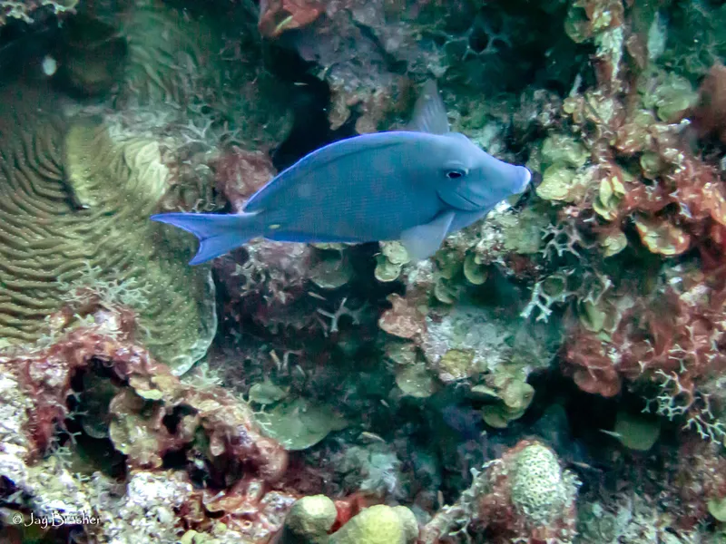 Blue Tang (Acanthurus coeruleus)