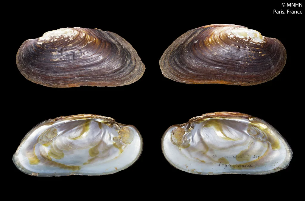 Eastern Pearlshell (Margaritifera margaritifera)