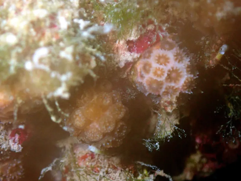 Crusty Pencil Coral (Madracis pharensis)