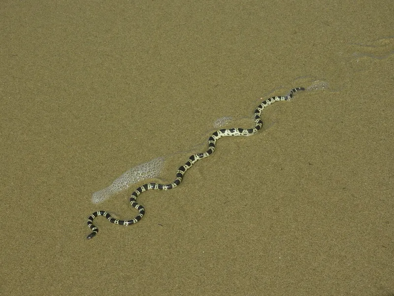 Bar-Bellied Seasnake (Hydrophis elegans)