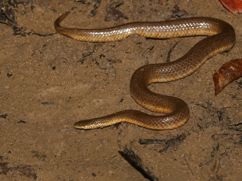 Cat-Eyed Water Snake (Gerarda prevostiana)