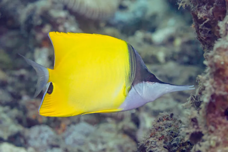 Forcepsfish (Forcipiger flavissimus)