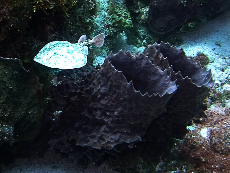 Caribbean Torpedo (Torpedo andersoni)