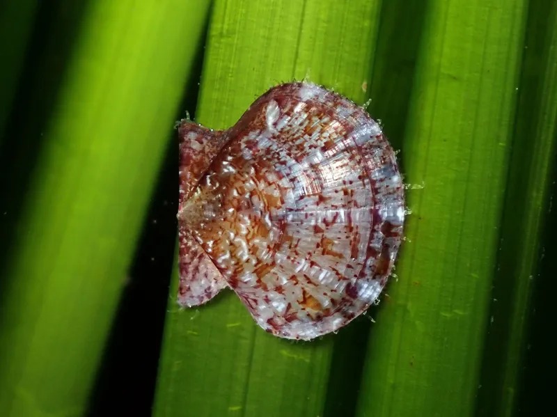 Hyaline Scallop (Flexopecten hyalinus)