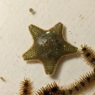 Cushion Star (Asterina gibbosa)