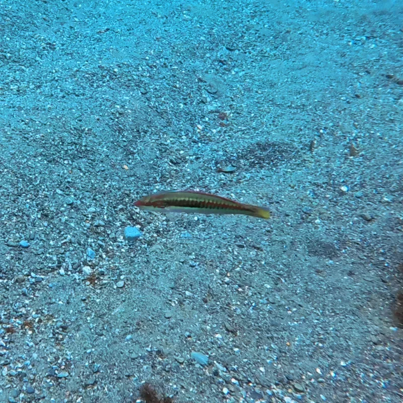 Mediterranean Rainbow Wrasse (Coris julis)