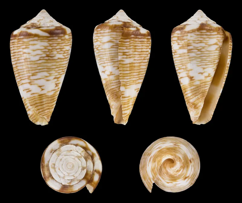 Conus crotchii