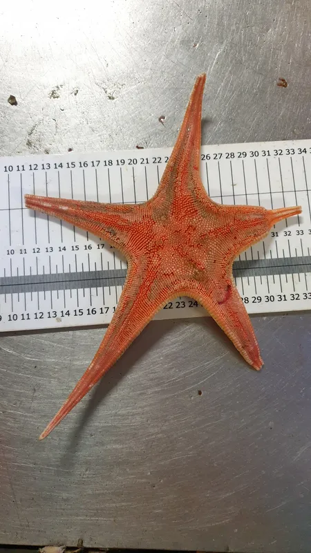 Tethyaster subinermis