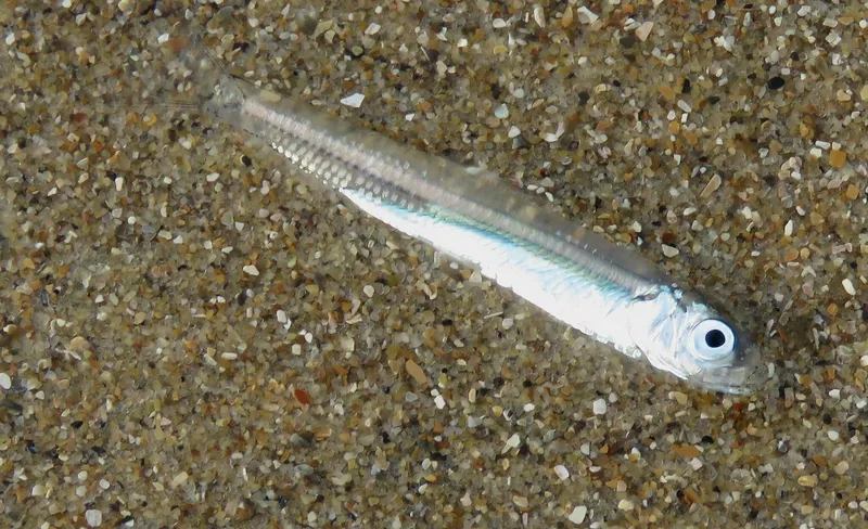 European smelt (Osmerus eperlanus)