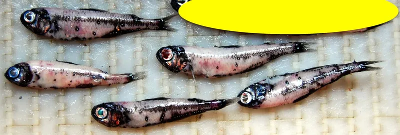 Spotted Lanternfish (Myctophum punctatum)