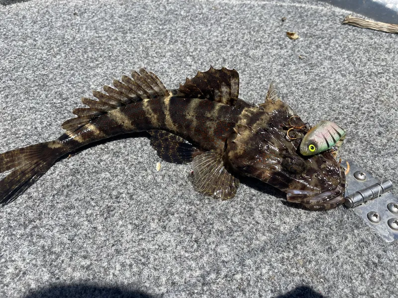 Fringe-Eye Flathead (Cymbacephalus nematophthalmus)