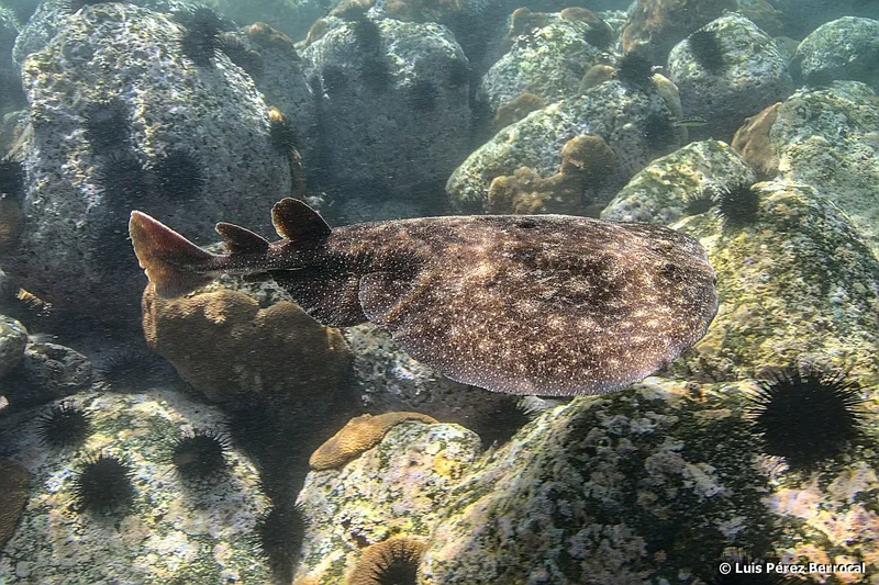 Rosette Torpedo (Torpedo bauchotae)