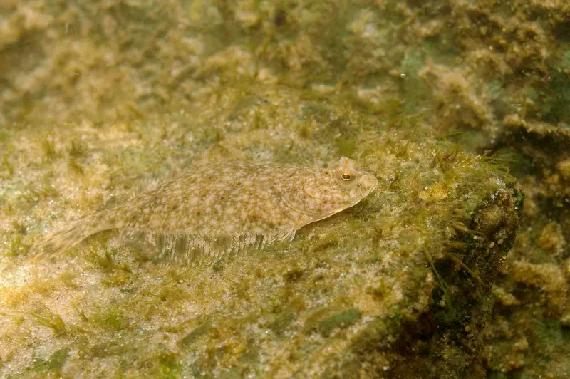 European Flounder (Platichthys flesus)