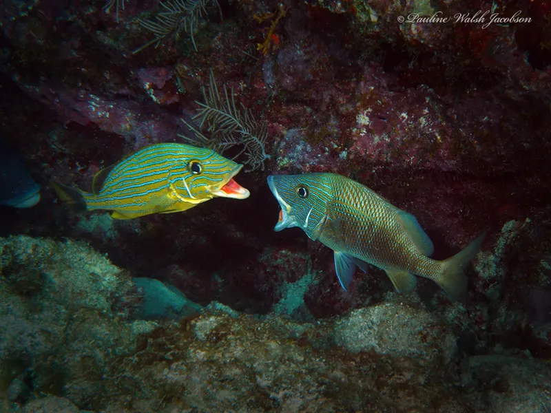 Grunt (Haemulon plumierii)