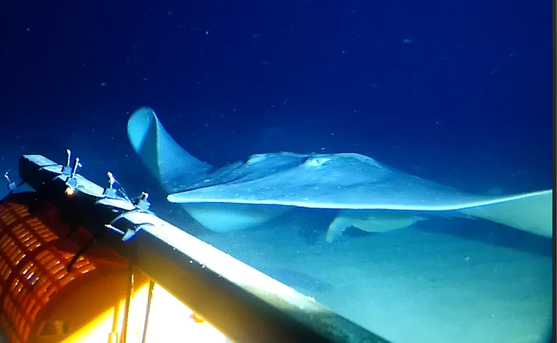 New Zealand Smooth Skate (Dipturus innominatus)