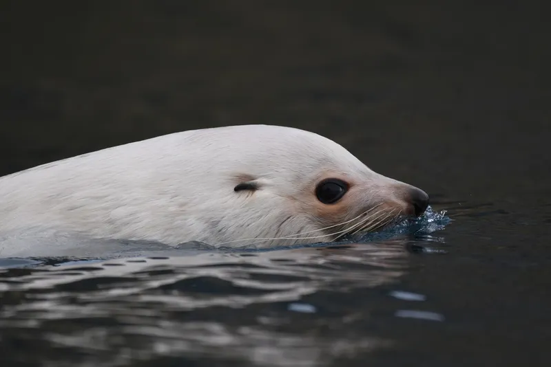 Antarctic Fur Seal (Arctocephalus gazella)