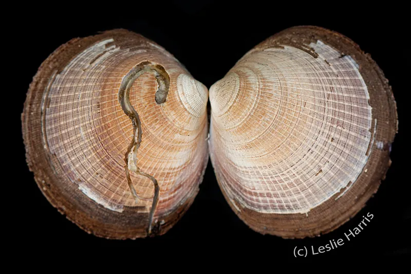 Dog Cockle (Glycymeris glycymeris)