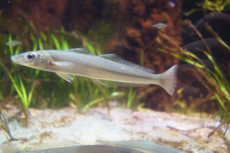 Small-Scale Sillago (Sillago parvisquamis)