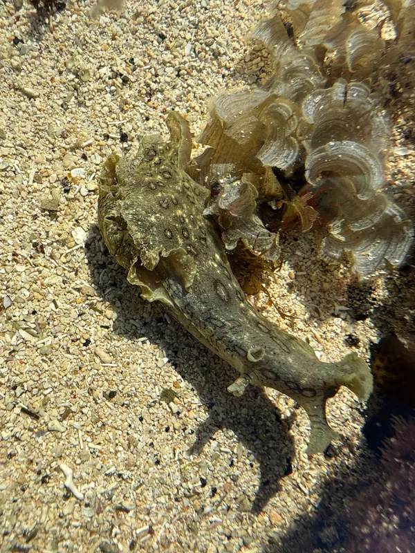 Large-Spotted Sea Hare (Aplysia dactylomela)