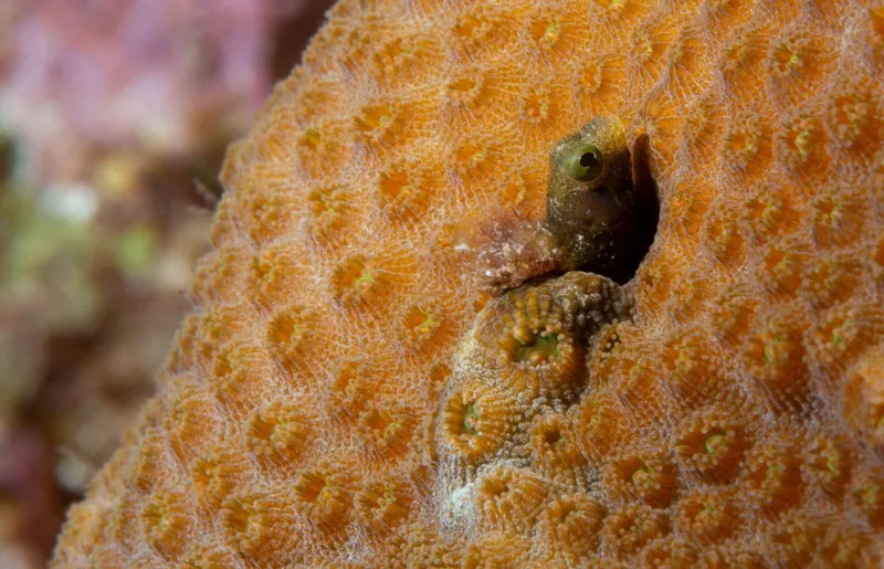 Spinyhead Blenny (Acanthemblemaria spinosa)