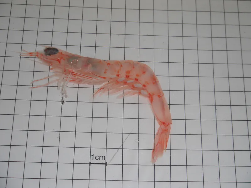Pinkspeckled Shrimp (Penaeopsis serrata)