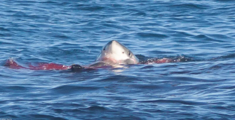 Great White Shark (Carcharodon carcharias)