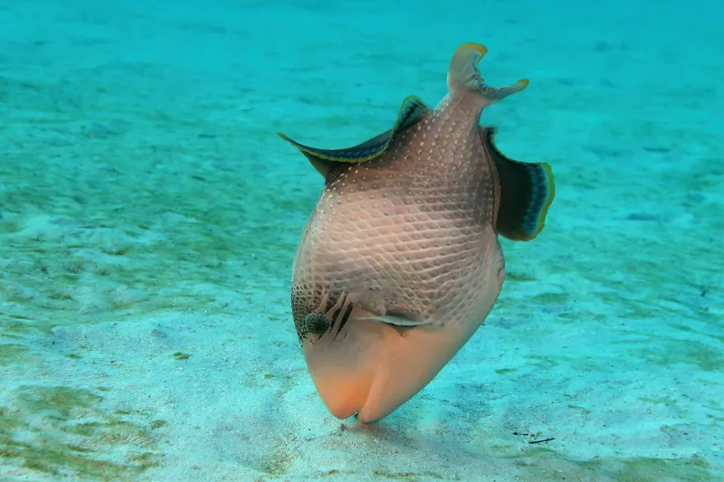 Yellowmargin Triggerfish (Pseudobalistes flavimarginatus)
