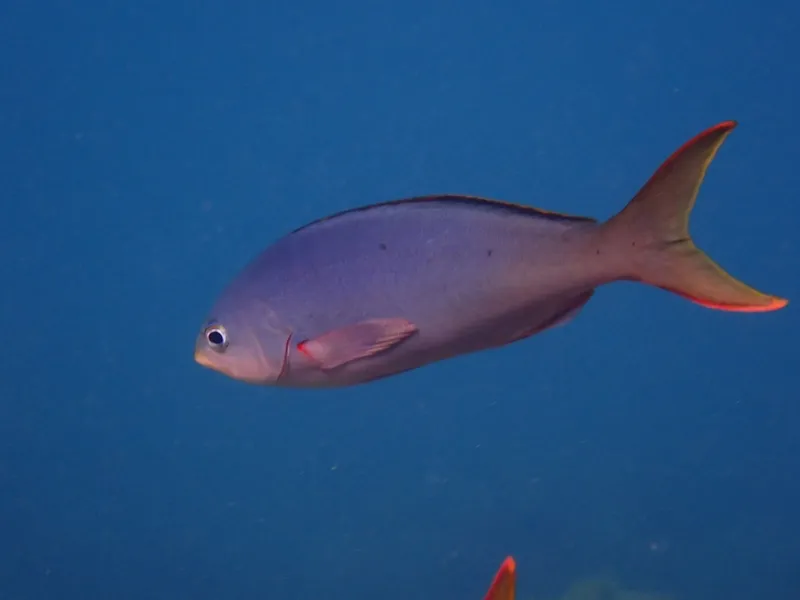 Pacific Creole-Fish (Cephalopholis colonus)
