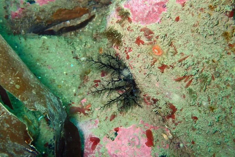 Brown Sea Cucumber (Aslia lefevrei)