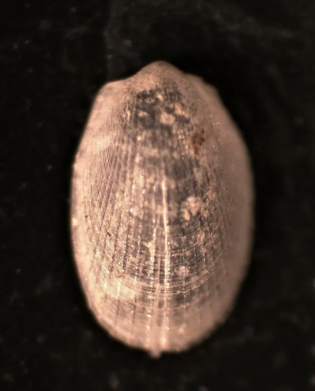Elliptical File-Shell (Limatula subauriculata)