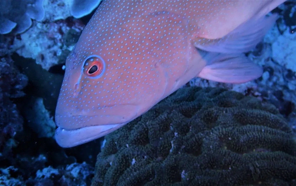 Blue-Spot Trout (Plectropomus leopardus)