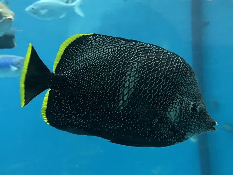Wrought Iron Butterflyfish (Chaetodon daedalma)