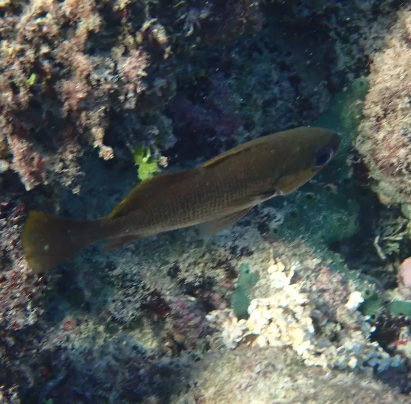 Reef Croaker (Odontoscion dentex)