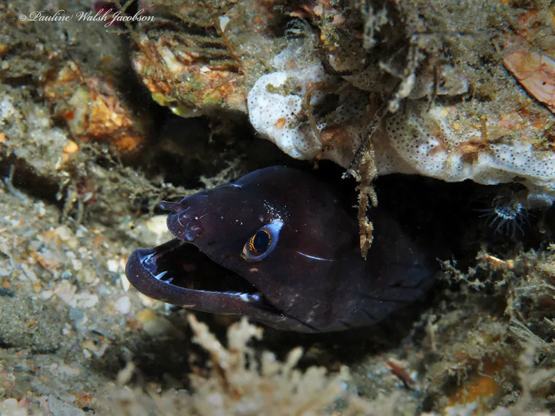 Purplemouth Moray (Gymnothorax vicinus)
