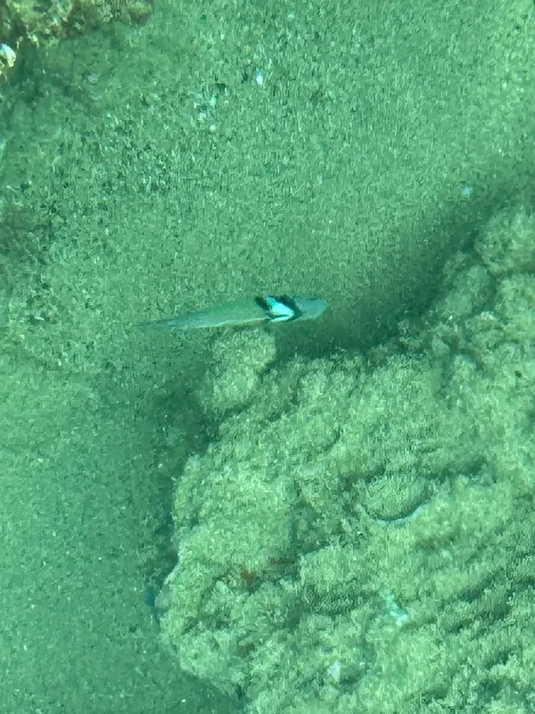 Bluehead (Thalassoma bifasciatum)