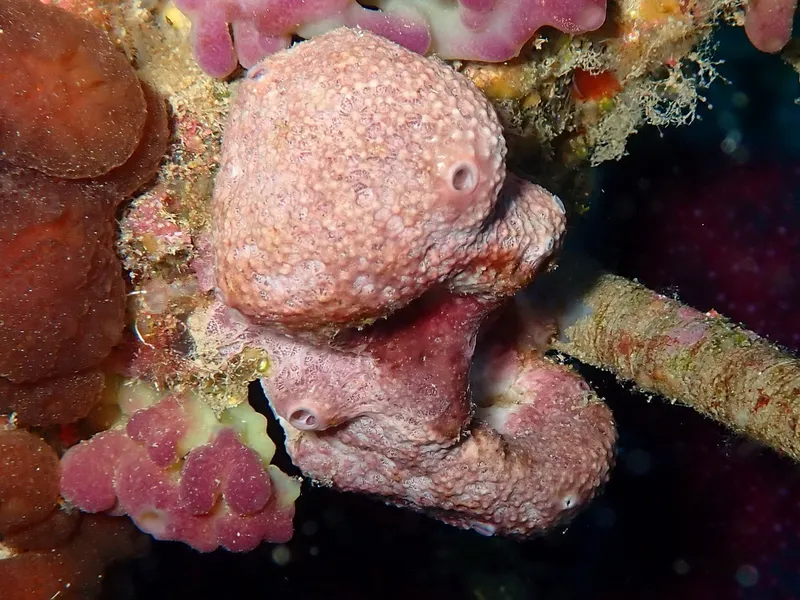 Variable Loggerhead Sponge (Ircinia variabilis)