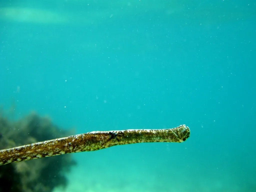 Broad-Nosed Pipefish (Syngnathus typhle)