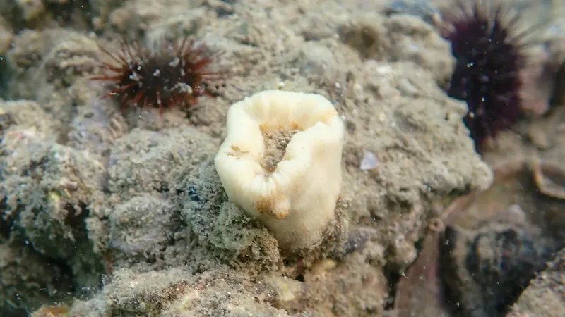 European Star Coral (Balanophyllia (Balanophyllia) europaea)