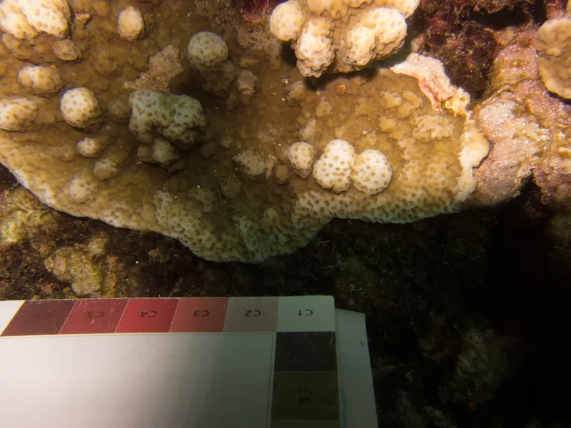 Pore Coral (Montipora incrassata)
