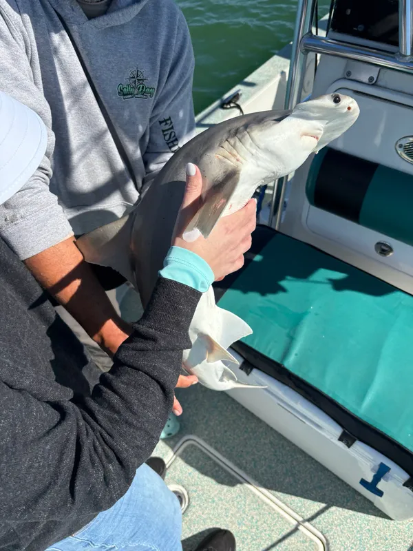 Hammerhead Shark (Sphyrna vespertina)