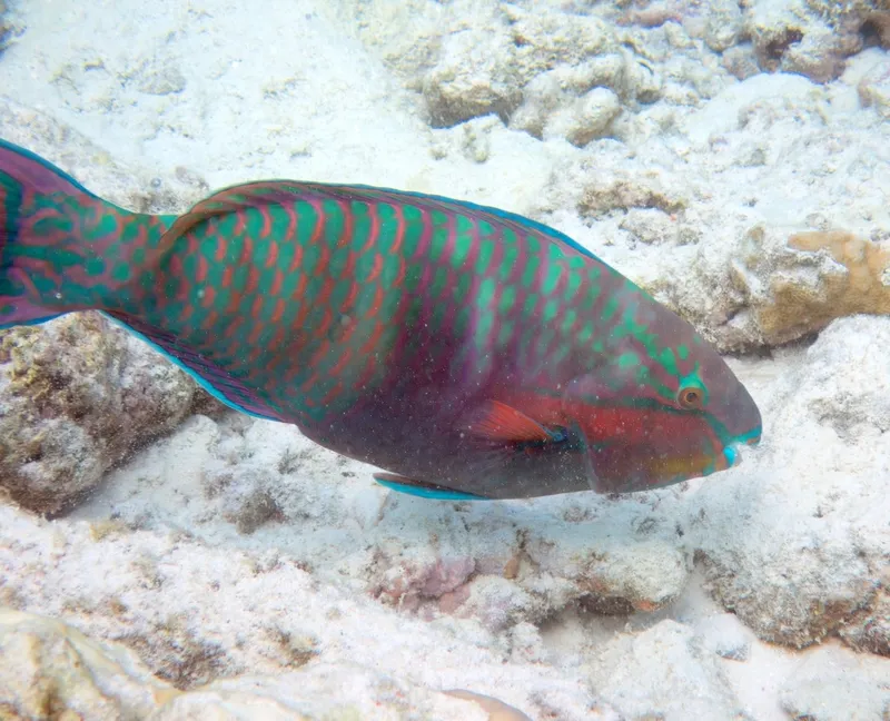 Eclipse Parrotfish (Scarus russelii)