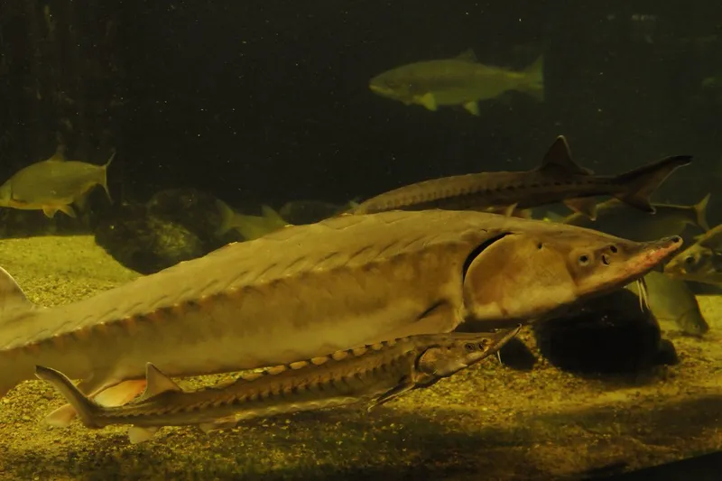 Atlantic Sturgeon (Acipenser sturio)