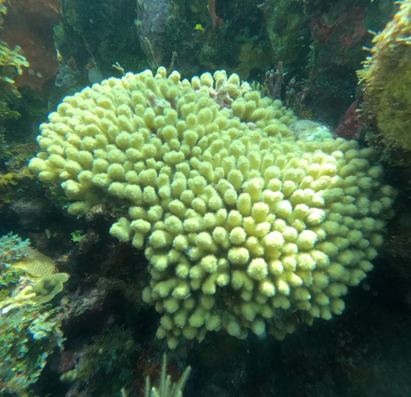 Yellow Pencil Coral (Madracis auretenra)