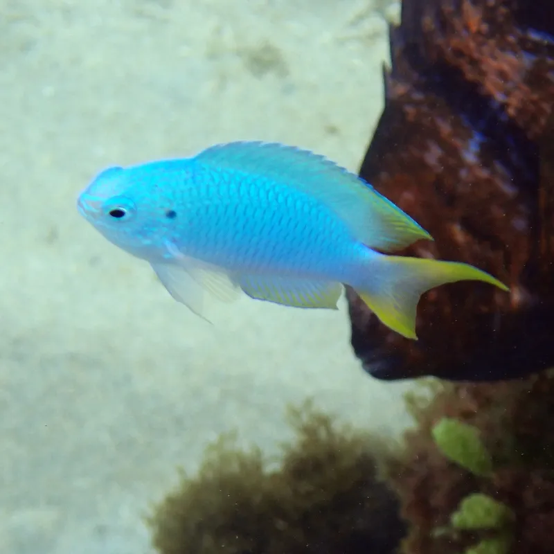 Sapphire Damsel (Pomacentrus pavo)